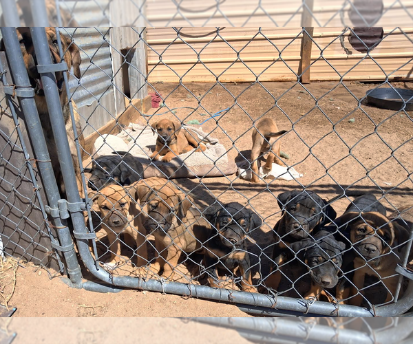 Medium Photo #1 American Bull Dogue De Bordeaux-German Shepherd Dog Mix Puppy For Sale in CALHAN, CO, USA