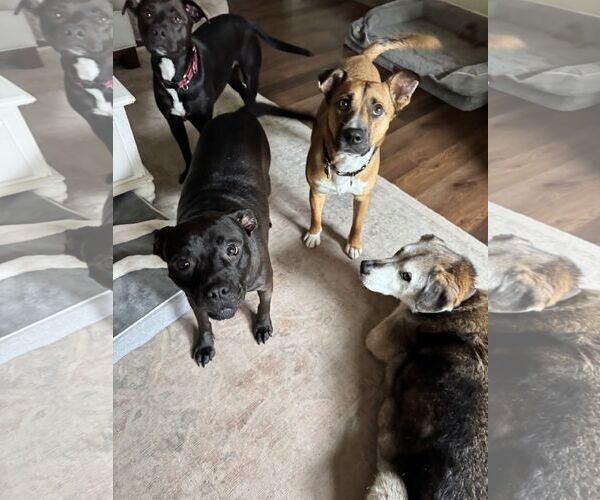 Medium Photo #5 Mutt Puppy For Sale in Doylestown, PA, USA