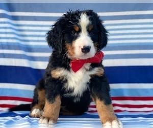 Bernese Mountain Dog Puppy for sale in LANCASTER, PA, USA