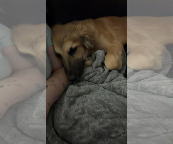 Medium Photo #3 Anatolian Shepherd-Unknown Mix Puppy For Sale in St. Louis Park, MN, USA