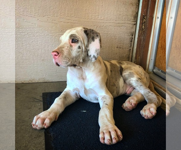 Medium Photo #1 Great Dane Puppy For Sale in FONTANA, CA, USA
