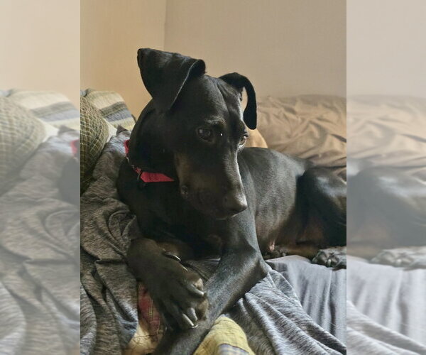 Medium Photo #16 American Foxhound-Unknown Mix Puppy For Sale in Brewster, NY, USA