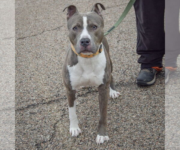 Medium Photo #3 American Staffordshire Terrier Puppy For Sale in Huntley, IL, USA