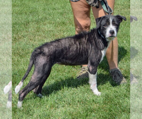 Medium Photo #2 American Bulldog-Unknown Mix Puppy For Sale in Huntley, IL, USA