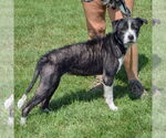 Small #1 American Bulldog Mix