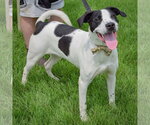 Small #1 Coonhound Mix