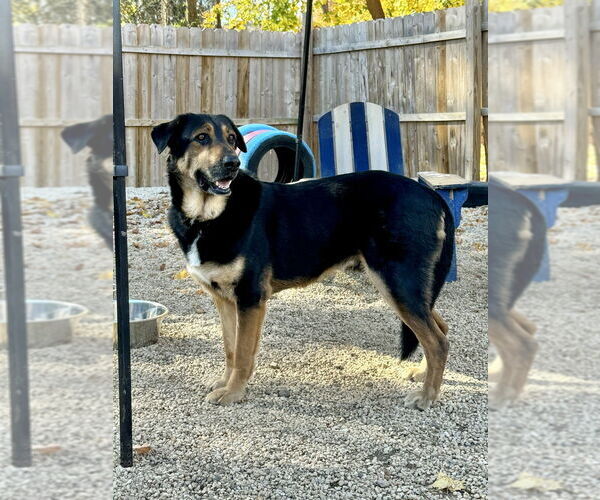 Medium Photo #7 Mutt Puppy For Sale in Brewster, NY, USA