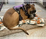 Small #6 Boxer
