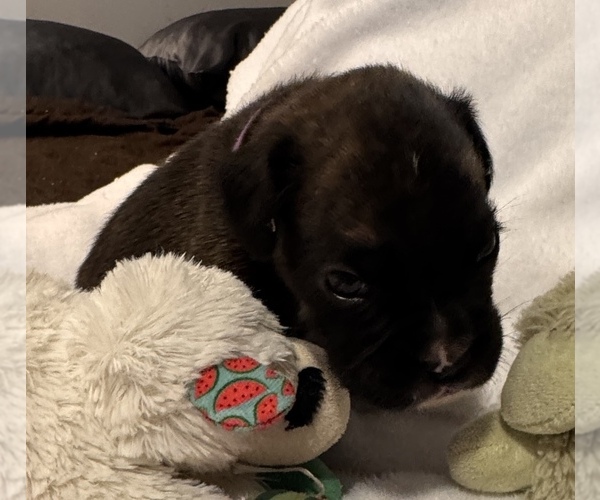 Medium Photo #6 Boxer Puppy For Sale in LANSING, MI, USA