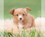 Small Photo #32 Chihuahua Puppy For Sale in WARSAW, IN, USA