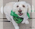 Small Wheaten Terrier Mix
