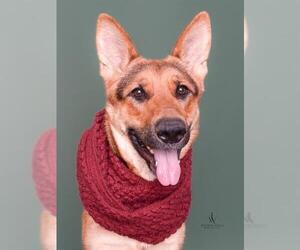 German Shepherd Dog Dogs for adoption in Forestville, MD, USA
