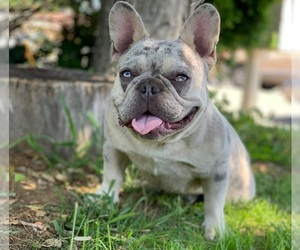 Father of the French Bulldog puppies born on 04/27/2022