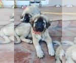 Small Photo #17 Anatolian Shepherd-Great Pyrenees Mix Puppy For Sale in AGOURA HILLS, CA, USA