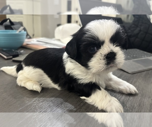 Medium Photo #3 Shih Tzu Puppy For Sale in SAPULPA, OK, USA