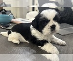 Small #2 Shih Tzu