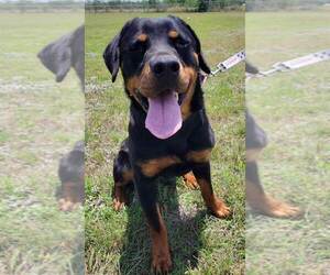 Rottweiler Dogs for adoption in San Antonio, TX, USA