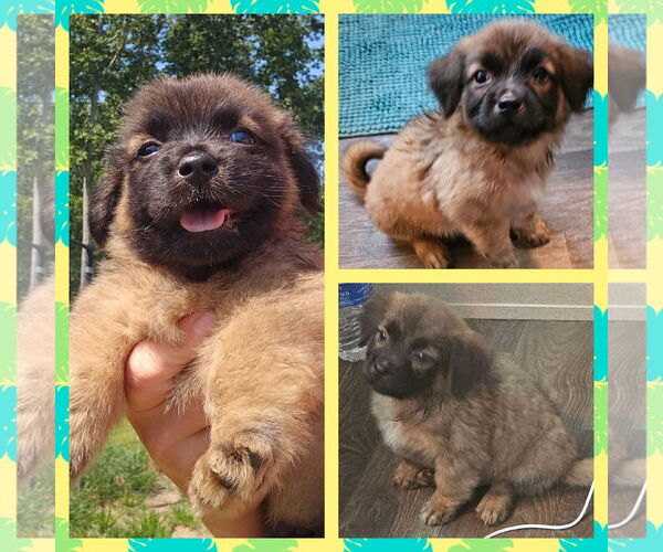 Medium Photo #1 German Shepherd Dog-Unknown Mix Puppy For Sale in Blacksburg, SC, USA