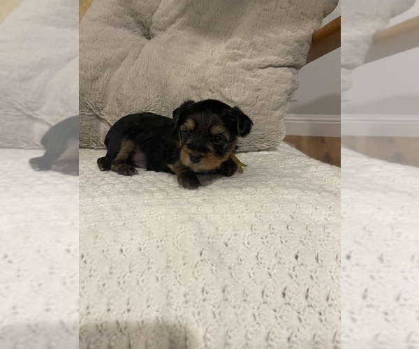 Medium Photo #1 Yorkshire Terrier Puppy For Sale in MINDEN, NV, USA