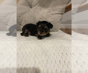 Yorkshire Terrier Puppy for Sale in MINDEN, Nevada USA