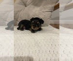 Small Yorkshire Terrier