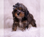 Puppy Toffee Poodle (Toy)
