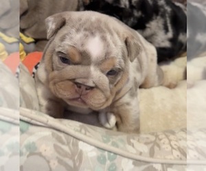 English Bulldog Puppy for sale in PICO RIVERA, CA, USA