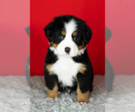 Small #6 Bernese Mountain Dog