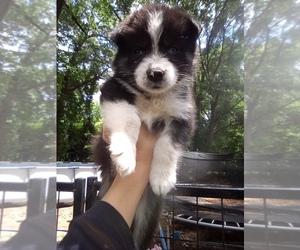 Siberian Husky Puppy for sale in FLORENCE, SC, USA