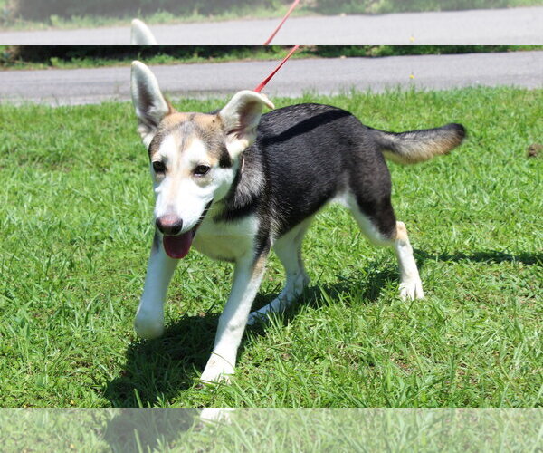 Medium Photo #4 Siberian Husky-Unknown Mix Puppy For Sale in Prattville, AL, USA