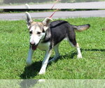 Small #3 Siberian Husky Mix