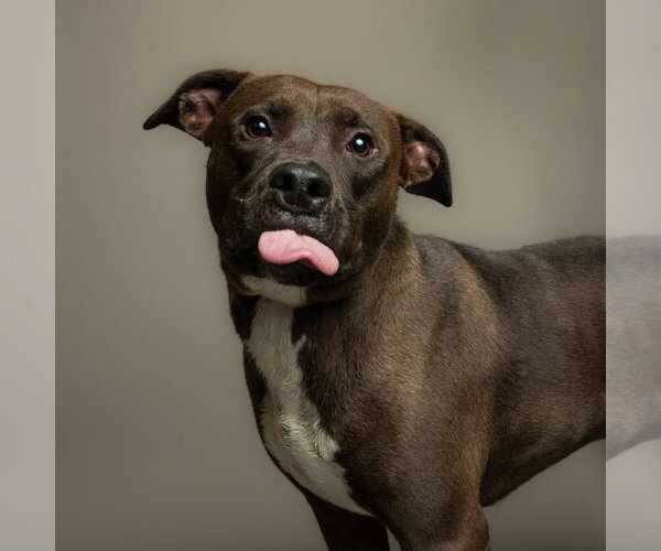 Medium Photo #1 Mutt Puppy For Sale in Rowlett, TX, USA