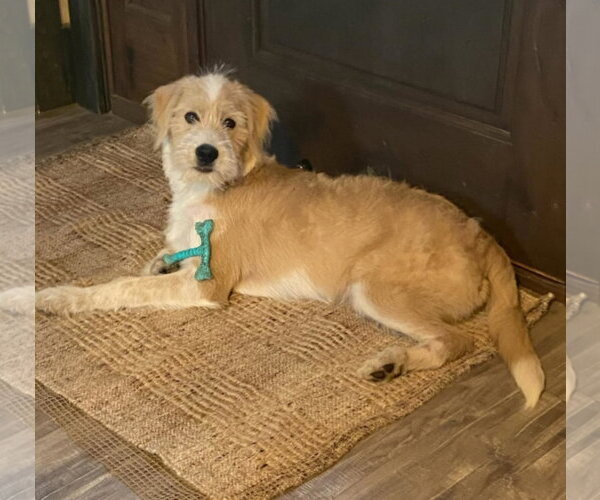 Medium Photo #4 Labrador Retriever-Wheaten Terrier Mix Puppy For Sale in Blairsville, GA, USA