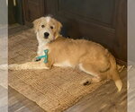 Small #3 Labrador Retriever-Wheaten Terrier Mix