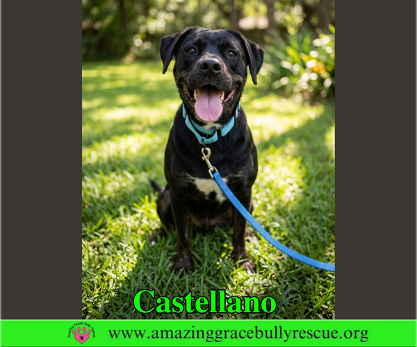 Medium Photo #1 Rottweiler-American Pit Bull Terrier Puppy For Sale in Milton, FL, USA