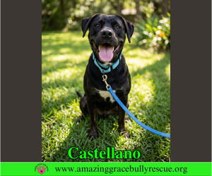 Rottweiler-American Pit Bull Terrier Dogs for adoption in Milton, FL, USA