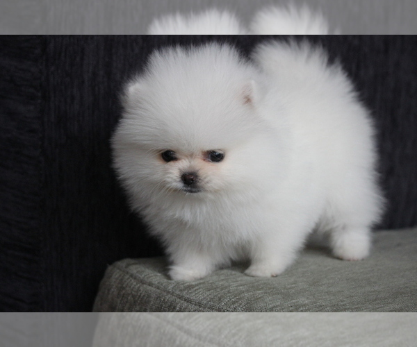 Medium Photo #8 Pomeranian Puppy For Sale in MIAMI, FL, USA
