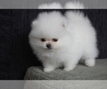 Small Photo #8 Pomeranian Puppy For Sale in MIAMI, FL, USA