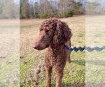 Small Photo #3 Poodle (Standard) Puppy For Sale in Pacolet, SC, USA