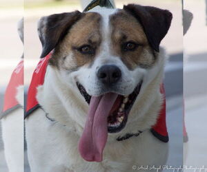 Cosmo - Male Australian Shepherd-Unknown Mix Dog for Adoption - Photo #10