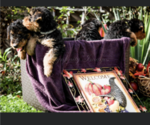 Small Photo #9 Airedale Terrier Puppy For Sale in OLEAN, NY, USA