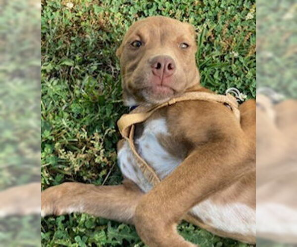 Medium Photo #7 American Pit Bull Terrier-Labrador Retriever Mix Puppy For Sale in Blacksburg, SC, USA