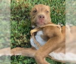 Small #6 American Pit Bull Terrier-Labrador Retriever Mix