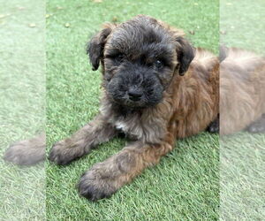 Siberian Husky-Unknown Mix Dogs for adoption in pomfret, CT, USA