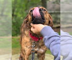 Small #3 Mountain Cur Mix