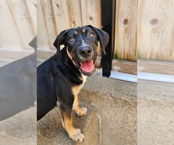 Medium Photo #6 Mutt Puppy For Sale in Chicago, IL, USA