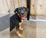 Small #5 Mutt