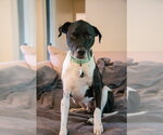 Small #3 Labrador Retriever Mix