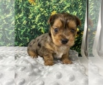 Small #5 Shorkie Tzu