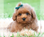 Small #1 Maltipoo (Toy)